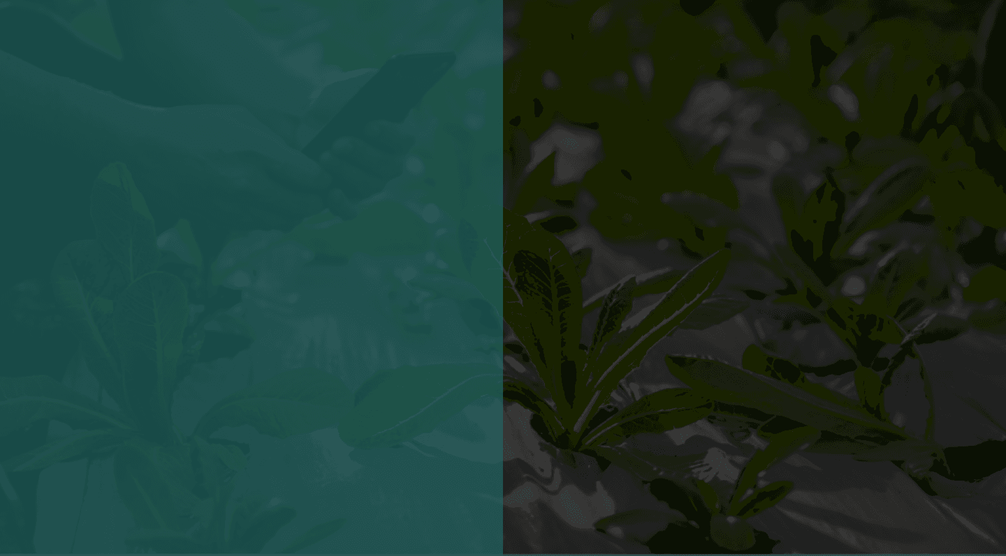 Agriculture background